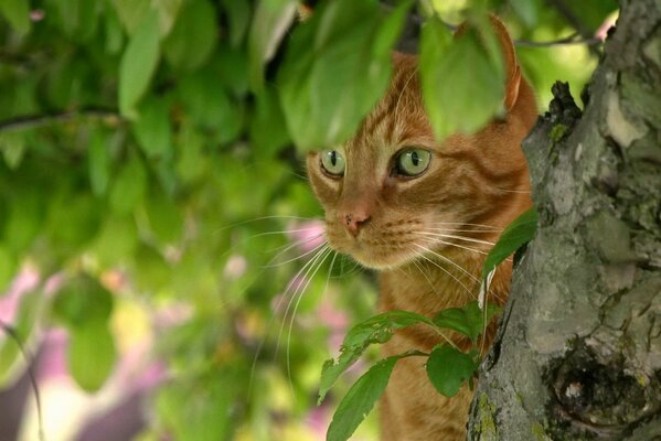 Rote Katze lauerte hinter einem Baum