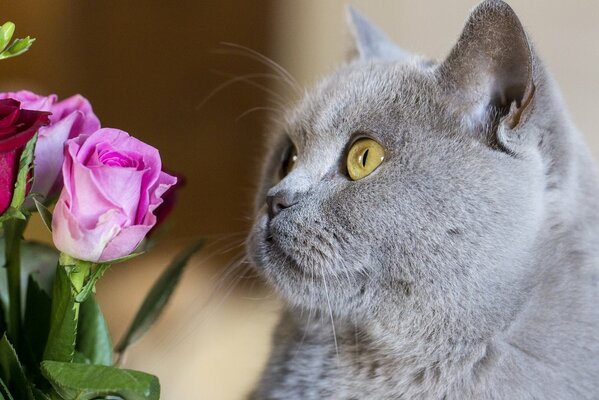 Brite schaut auf helle Rosen