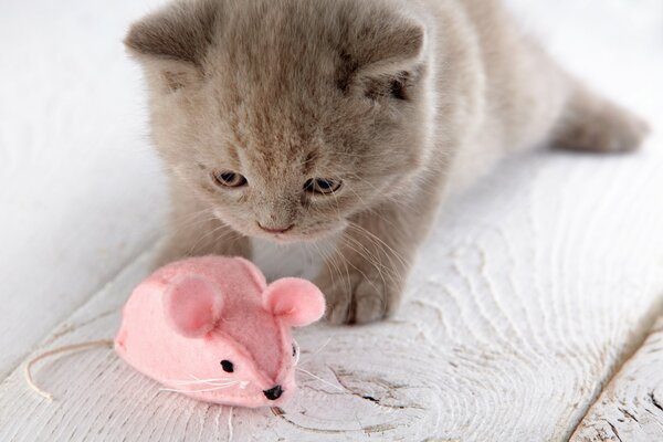 Kätzchen spielt mit einer rosa Maus