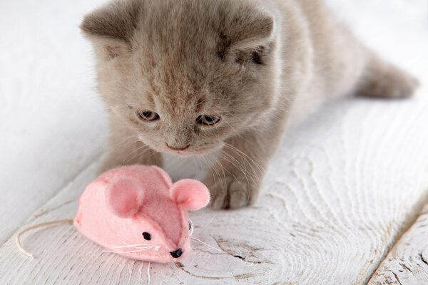 The kitten is playing with a pink mouse