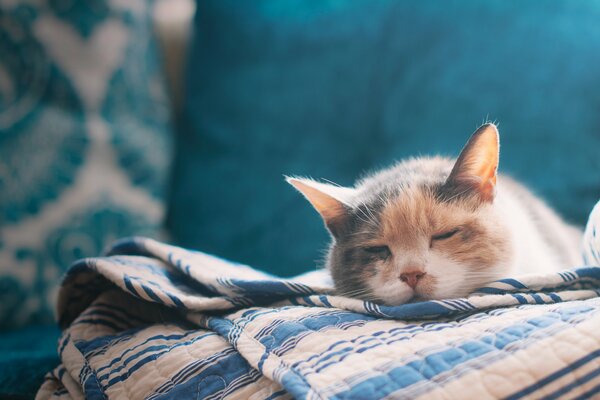 Трехцветная кошка спит на диване. Простынь и диван в голубых оттенках