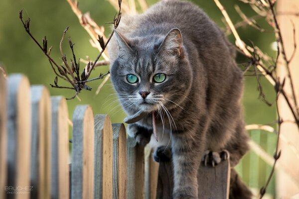 Graue Katze mit grünen Augen geht über den Zaun