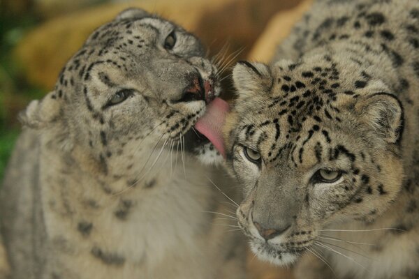 Un par de leopardos de las Nieves