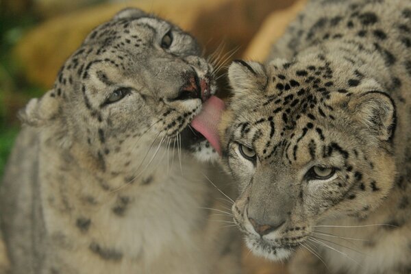Un couple de léopards des neiges se prélassent