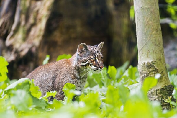 Image of the golden cat temminka