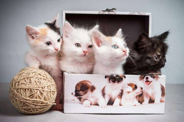 Three kittens in a box and one with a ball