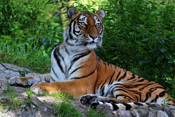 Il predatore tigre è il migliore del mondo