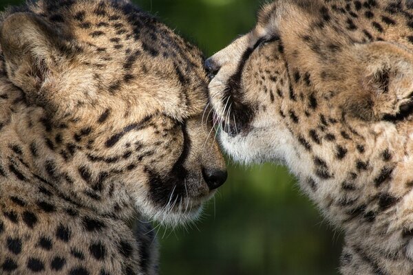 A pair of wild cheetahs take care of each other