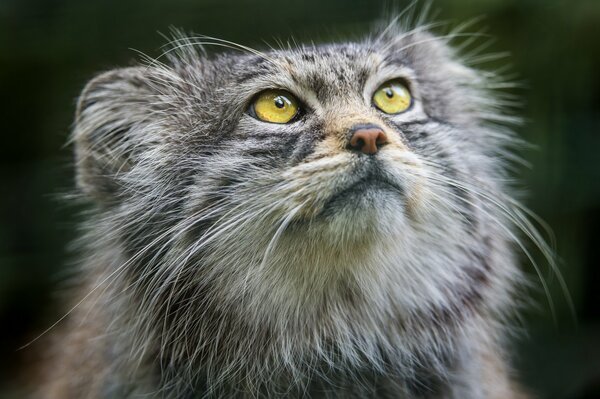 Schöne Katze Manul mit einem schlauen Blick