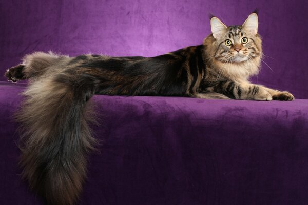 The Maine Coon cat is lying on a purple sofa