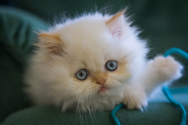 Joli petit chaton blanc avec des yeux bleus