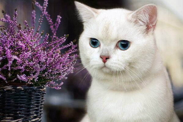 Weiße Katze mit blauen Augen