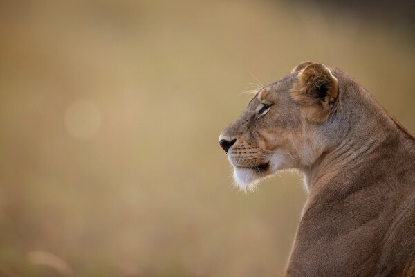 Tête de lionne. Profil brutal de lionne gros plan. Fond flou