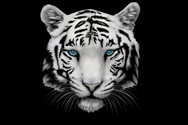 Tigre blanc sur fond noir