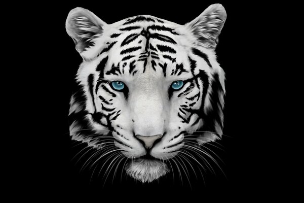 Белый тигр на чёрном фоне