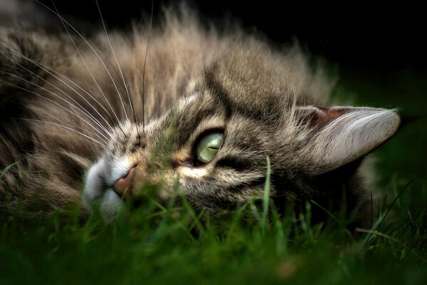 Hermoso gato descansando en la hierba