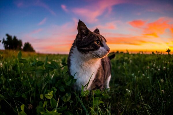 Un gato camina en la naturaleza sobre la hierba