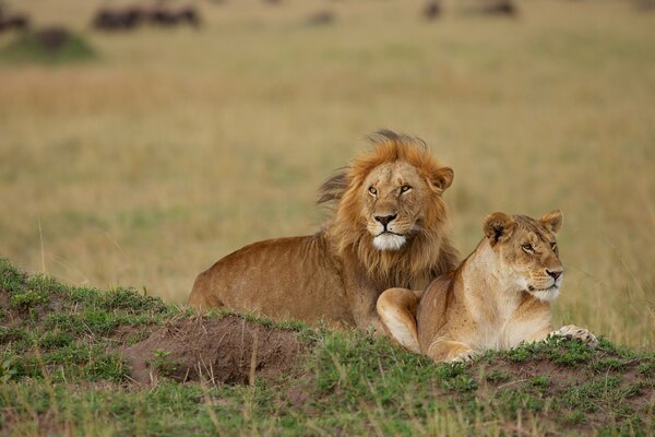 Forte matrimonio tra leone e leonessa