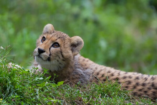 Gattino selvatico crogiolarsi nell erba verde