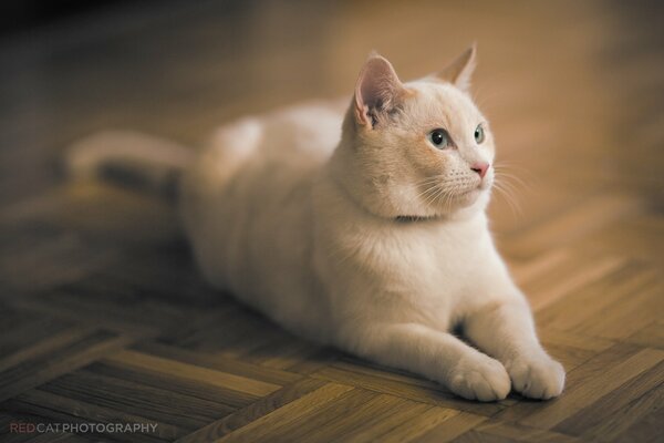 El gato blanco yace en el parquet