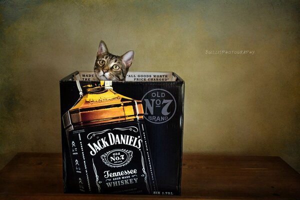 Серая кошка в коробке из под виски