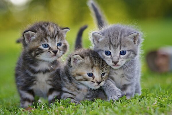 Tres gatitos grises en la hierba