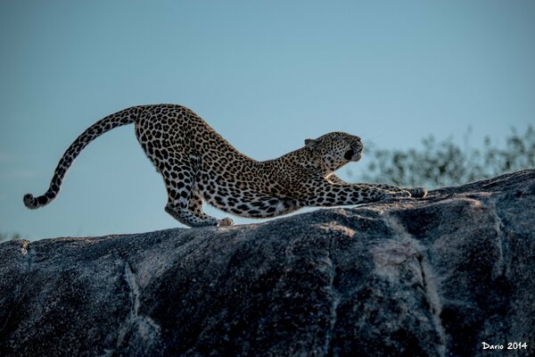 Leopard stretching on a rock