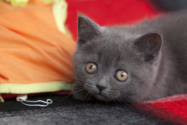 Cute kitten with big eyes