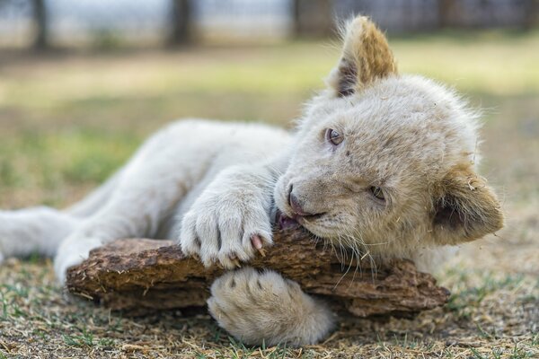 A small white lion plays with claws with a log