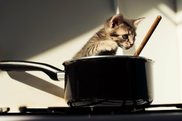 Chaton dans un seau debout sur la cuisinière