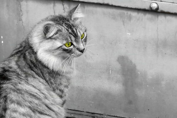 Imagen en blanco y negro. Gato peludo