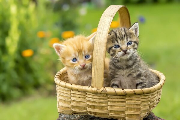 Kätzchen in einem Korb auf einem grünen Rasen
