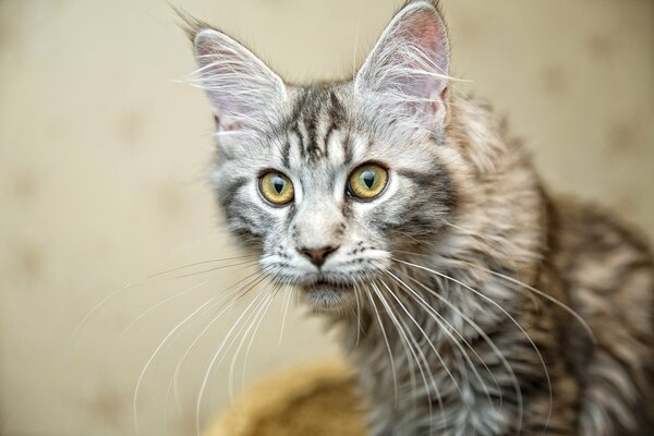 A cat with an unusual look in gray tones