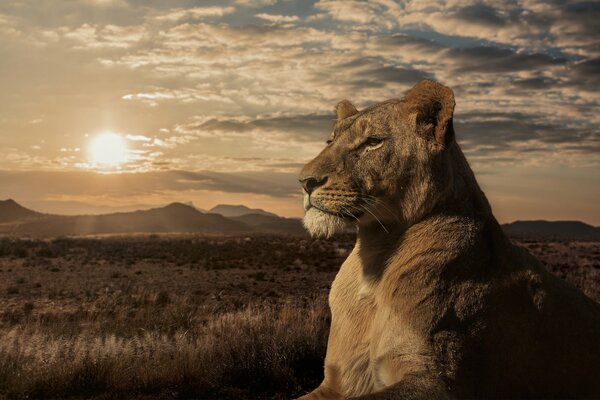 Lioness in the savannah at sunset