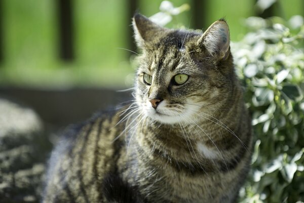 Katze an einem sonnigen Tag unter Pflanzen