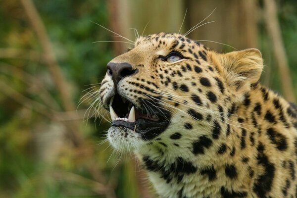 Der Blick des Amur-Leoparden, der Katze