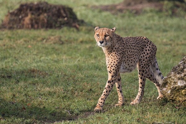 Cheetah in search of prey