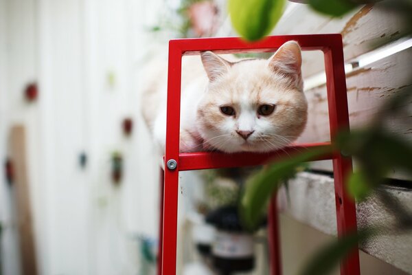 Chat mignon sur une étagère en été