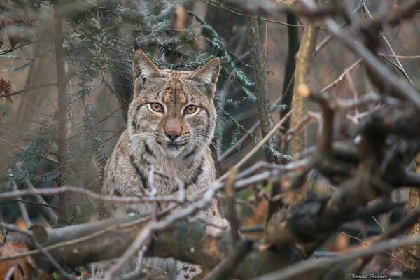 Wilder Luchs im Gebüsch