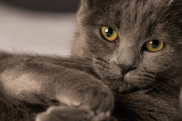 Le regard d un vrai chat britannique pur-sang