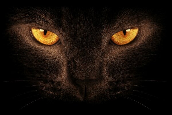 Sguardo penetrante del gatto nero