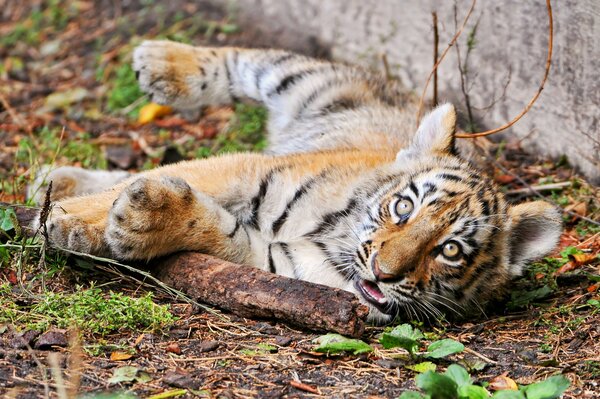 Piccolo cucciolo di tigre gioca con un bastone