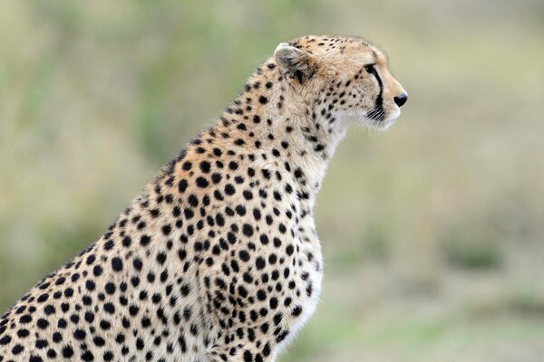 Gros plan de profil de guépard