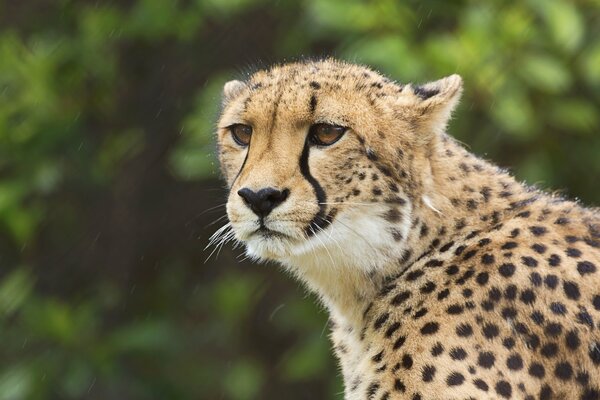 Gepard w kadrze o eleganckim wyglądzie