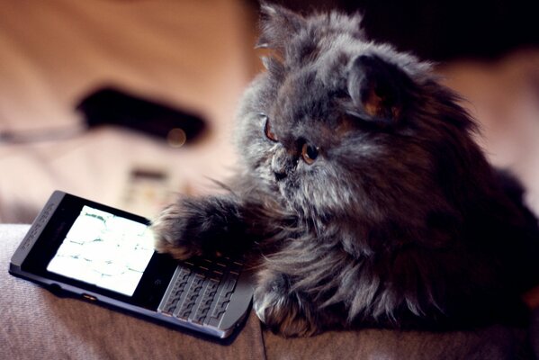 Fluffy cat playing on the phone