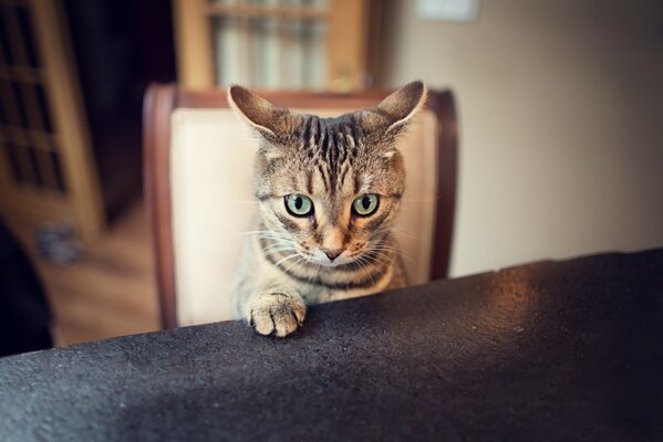 Eine verängstigte Katze sitzt am Tisch