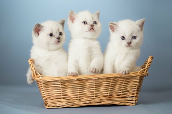 Tres gatitos blancos en una cesta