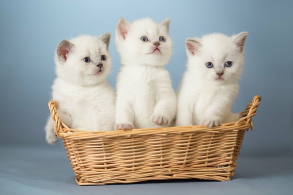 Trzy białe kotki w Koszyku