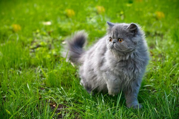 The look of a gray cat on the grass