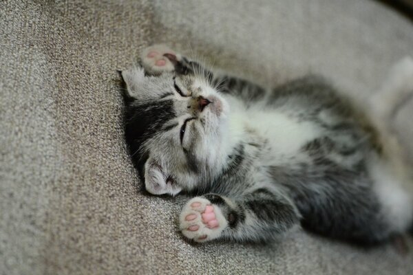 Chaton dort avec les pattes levées